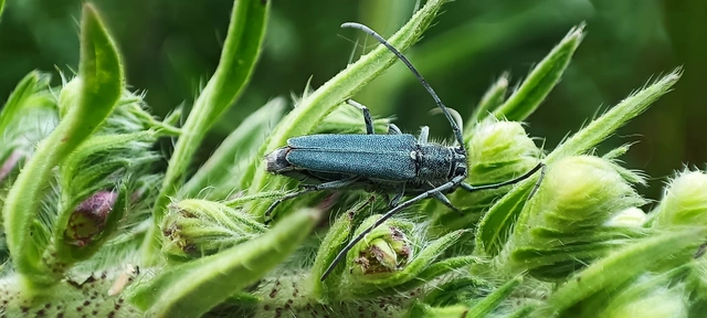 Phytoecia coerulescens - kígyósziszcincér