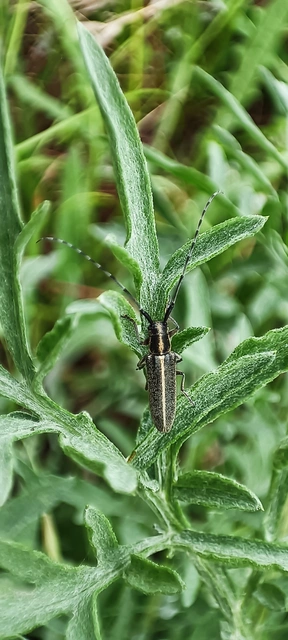 Agapanthia cardui - sávos bogáncscincér