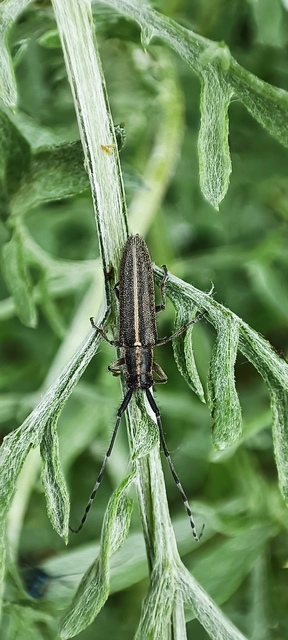 Agapanthia cardui - sávos bogáncscincér