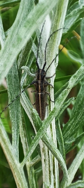 Agapanthia cardui - sávos bogáncscincér