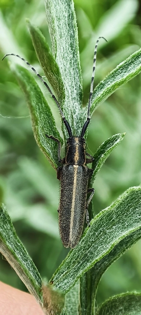 Agapanthia cardui - sávos bogáncscincér