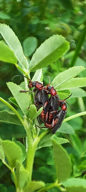 Cantharis rustica - suszterbogár