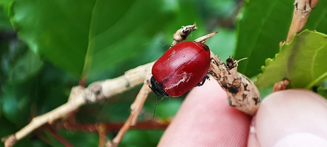 Chrysomela populi - nagy nyárlevelész