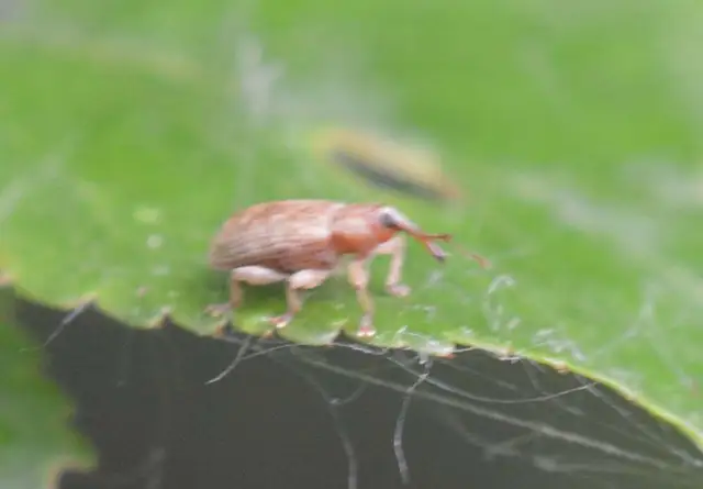 Dorytomus