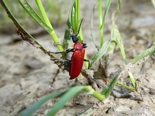 Pyrochroa coccinea - nagy bíborbogár