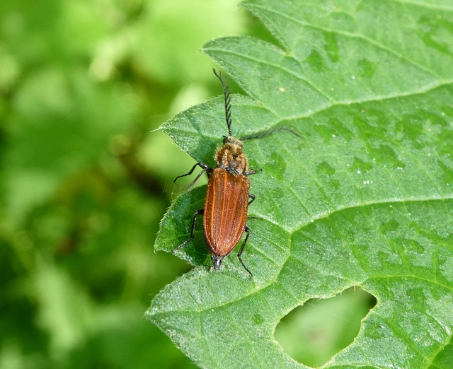 Anostirus purpureus - tűzvörös pattanó