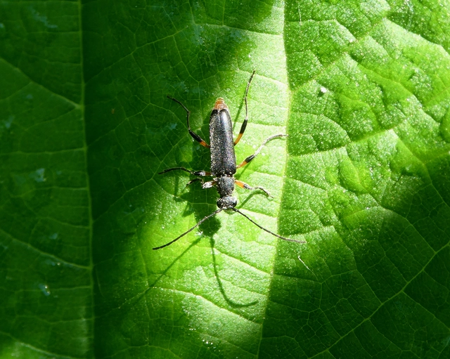 Grammoptera abdominalis - fekete galagonyacincér Grammoptera abdominalis - fekete galagonyacincér