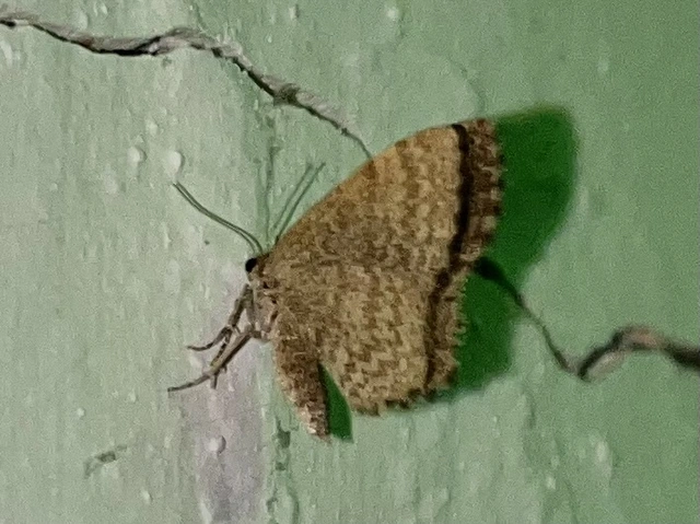 Euchoeca nebulata - barnás égeraraszoló