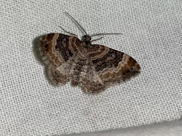 Xanthorhoe spadicearia - sávos tarkaaraszoló