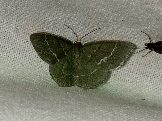 Chlorissa cloraria - sárgászöld araszoló