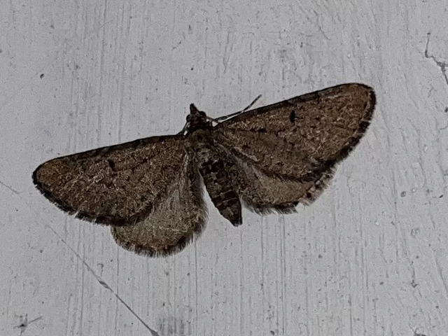 Eupithecia intricata - boróka-törpearaszoló