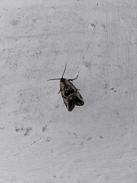 Hapalotis venustula - rózsaszínű mázasbagoly
