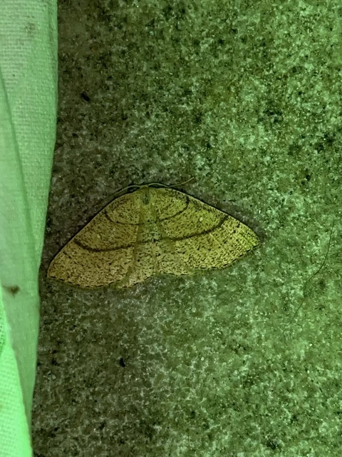 Cyclophora ruficiliaria - vörösrojtú pettyesaraszoló