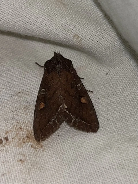 Lacanobia oleracea - saláta-kertibagoly
