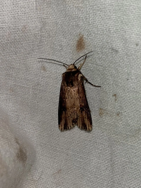 Axylia putris - vonalkás földibagoly