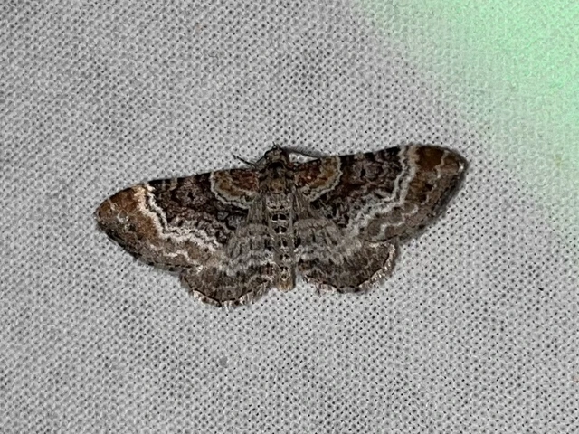 Xanthorhoe spadicearia - sávos tarkaaraszoló