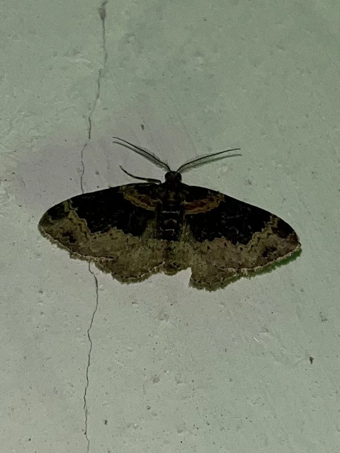 Xanthorhoe ferrugata - kerti tarkaaraszoló