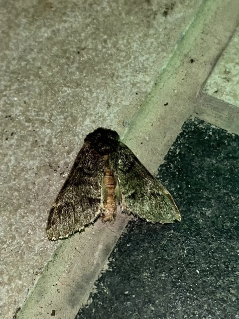Drymonia dodonea - bélyeges púposszövő
