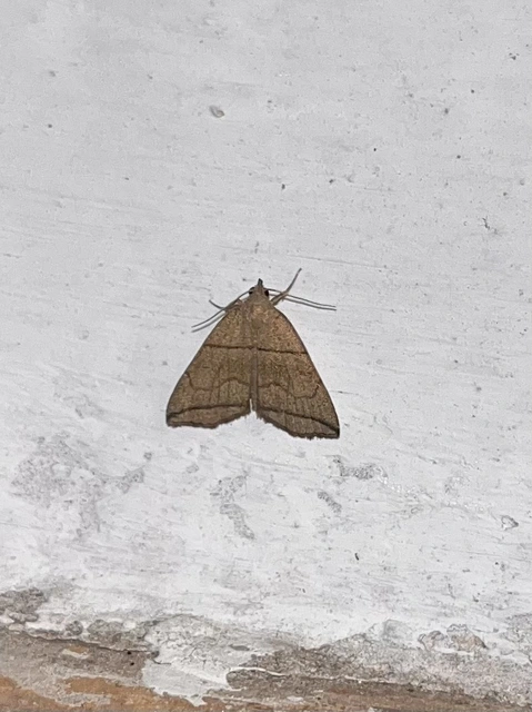 Herminia grisealis - ligeti karcsúbagoly