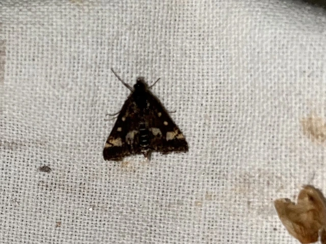 Pyrausta