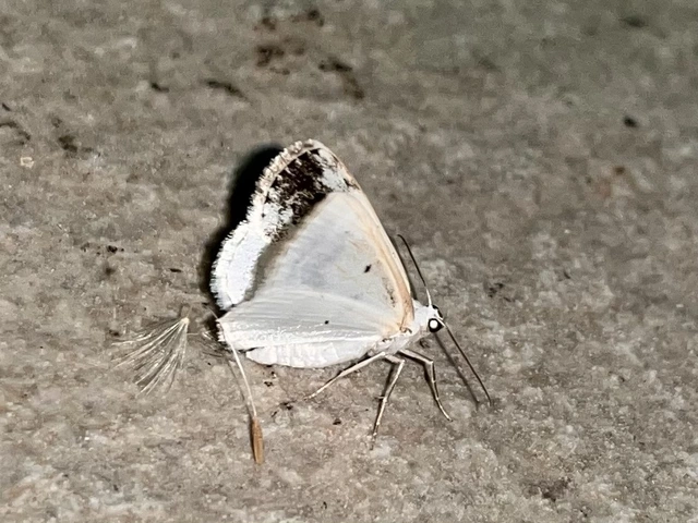 Lomographa temerata - foltos fehéraraszoló
