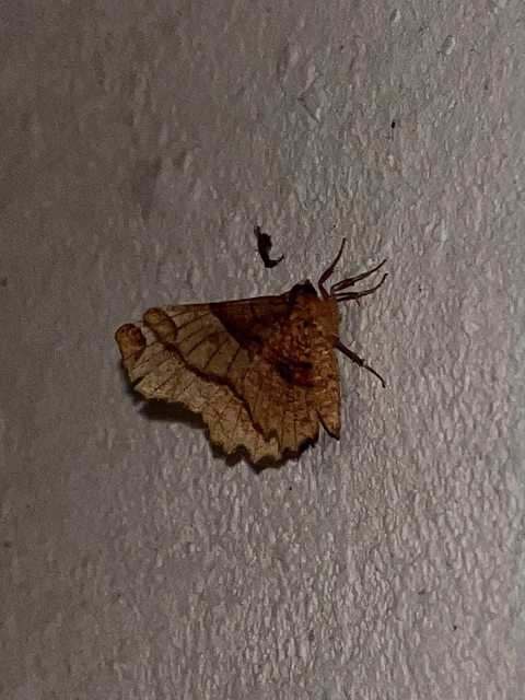 Selenia lunularia - egyfoltos holdasaraszoló