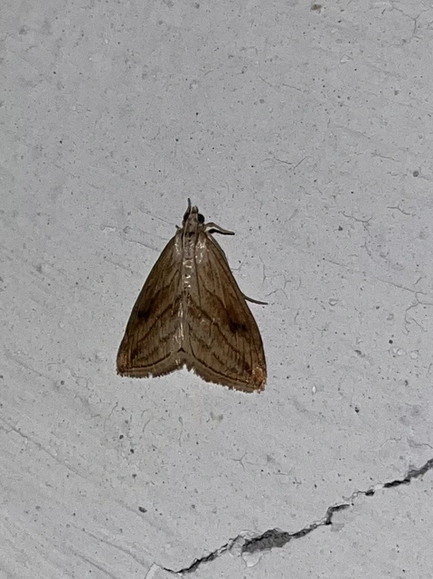 Evergestis forficalis - veteménymoly