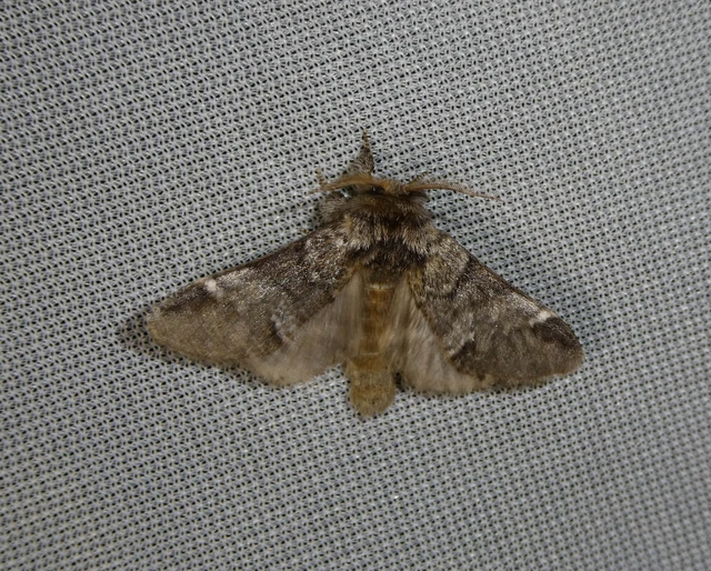 Drymonia dodonea - bélyeges púposszövő