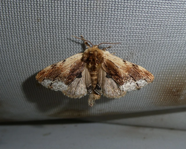 Ptilodon cucullina - csuklyás púposszövő