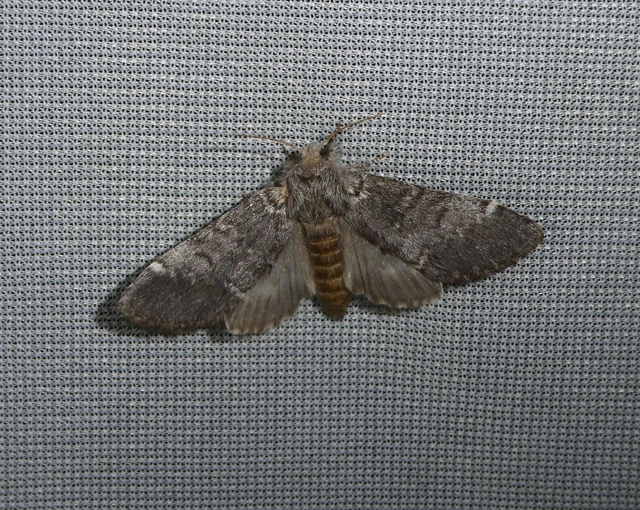 Drymonia ruficornis - cserfa-púposszövő