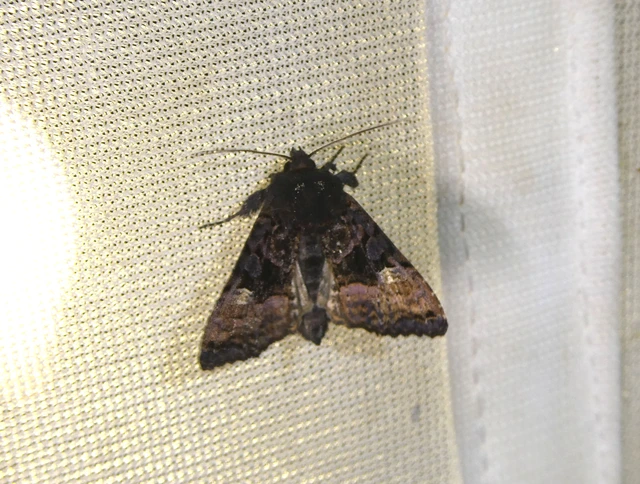 Euplexia lucipara - szeder-csipkésbagoly