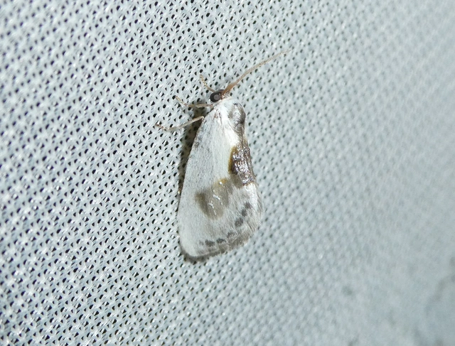 Cilix glaucata - törpe sarlósszövő