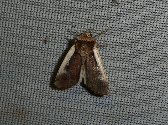 Ochropleura plecta - fehérszegélyű fűbagoly