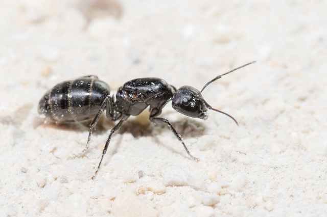 Camponotus vagus - fekete lóhangya