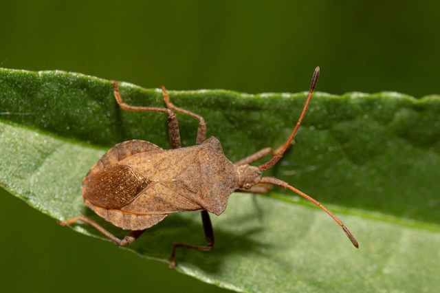 Coreus marginatus - közönséges karimáspoloska
