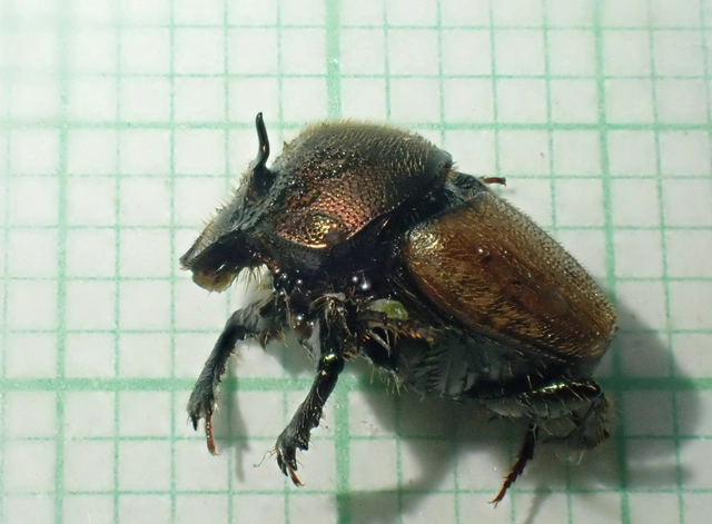 Onthophagus coenobita - rezes trágyatúró