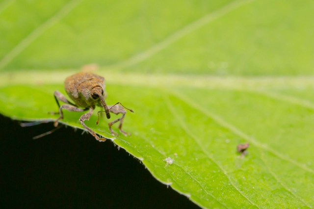Parethelcus pollinarius - csalánporzó ormányos