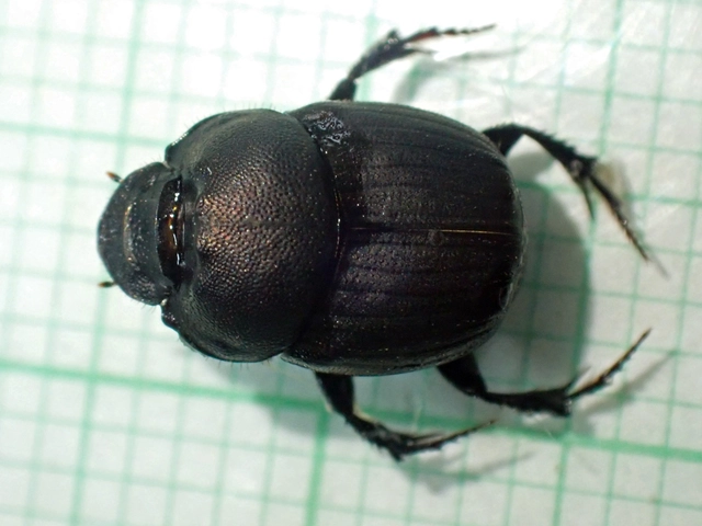 Onthophagus verticicornis - fekete trágyatúró