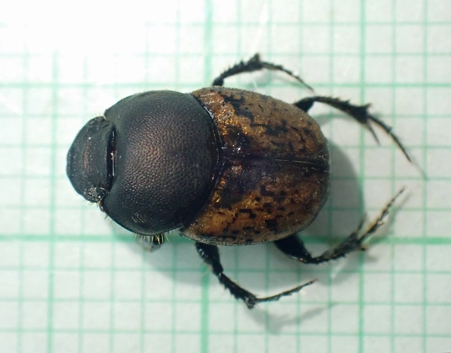 Onthophagus fracticornis - bronzos trágyatúró