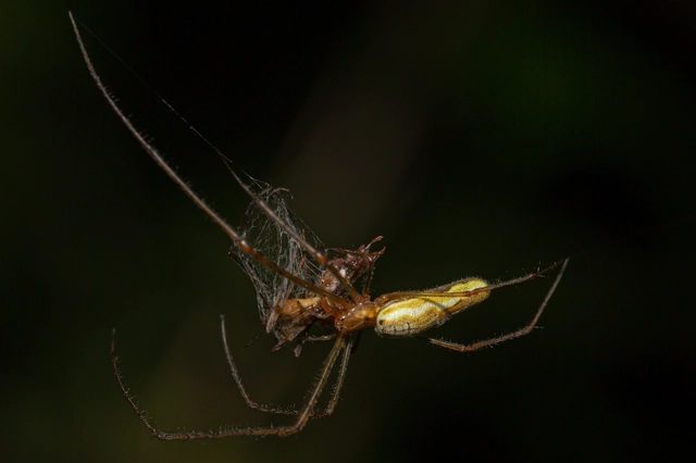 Tetragnatha