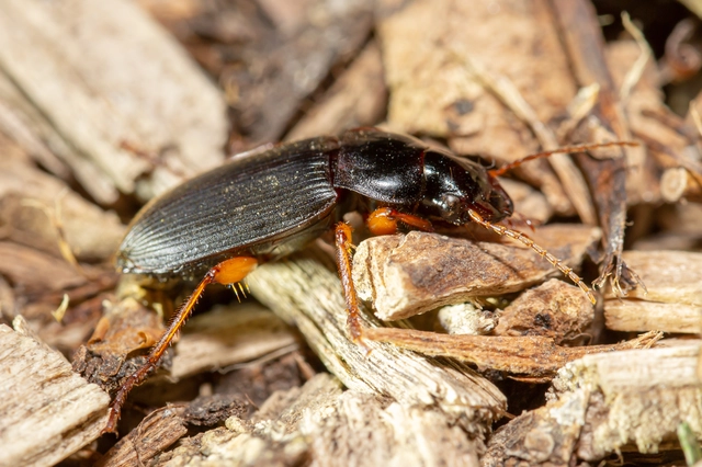 Harpalus rufipes - nagy selymesfutó