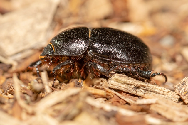 Pentodon idiota - butabogár