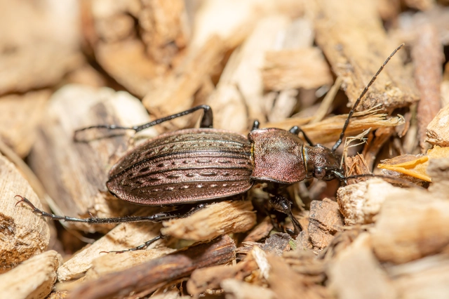 Carabus cancellatus - ragyás futrinka
