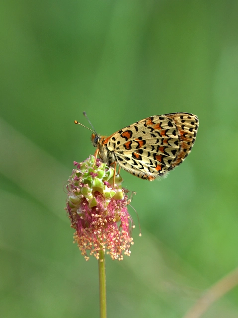 Melitaea trivia - kis tarkalepke