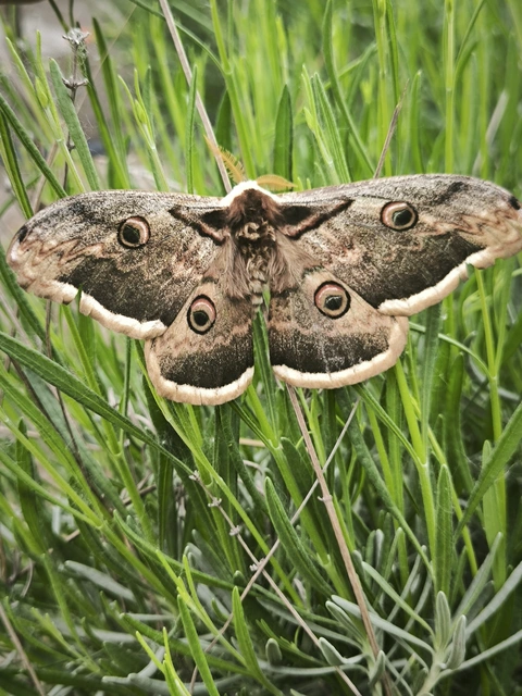 Saturnia pyri - nagy pávaszem Saturnia pyri - nagy pávaszem