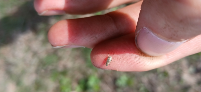 Sitona macularius - borsó-csipkézőbogár