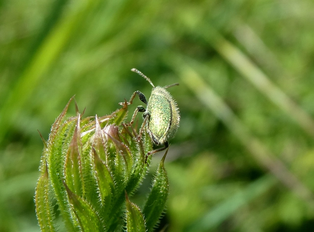 Phyllobius betulinus - változékony levélormányos