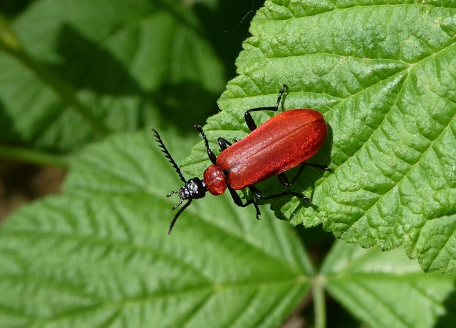 Pyrochroa coccinea - nagy bíborbogár
