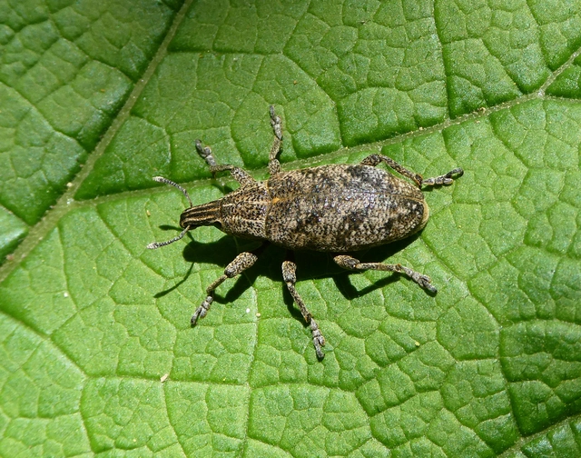 Cleonis pigra - közönséges bogáncsbarkó