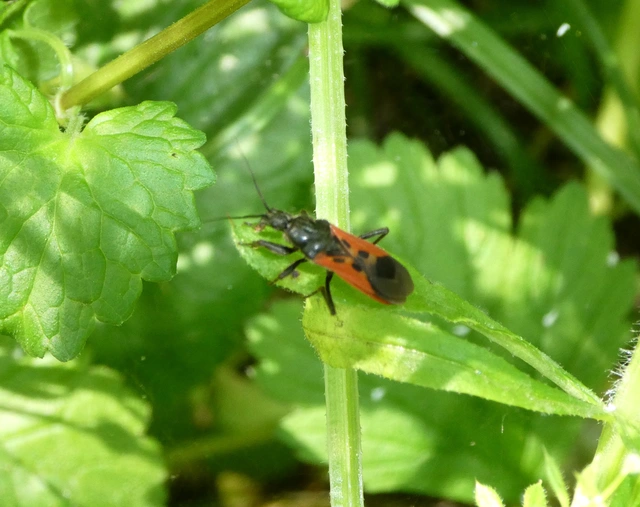 Peirates hybridus - foltos rablópoloska